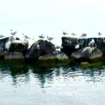 Lac leman et ses locataires