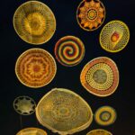 LEs étoiles d'Oleron